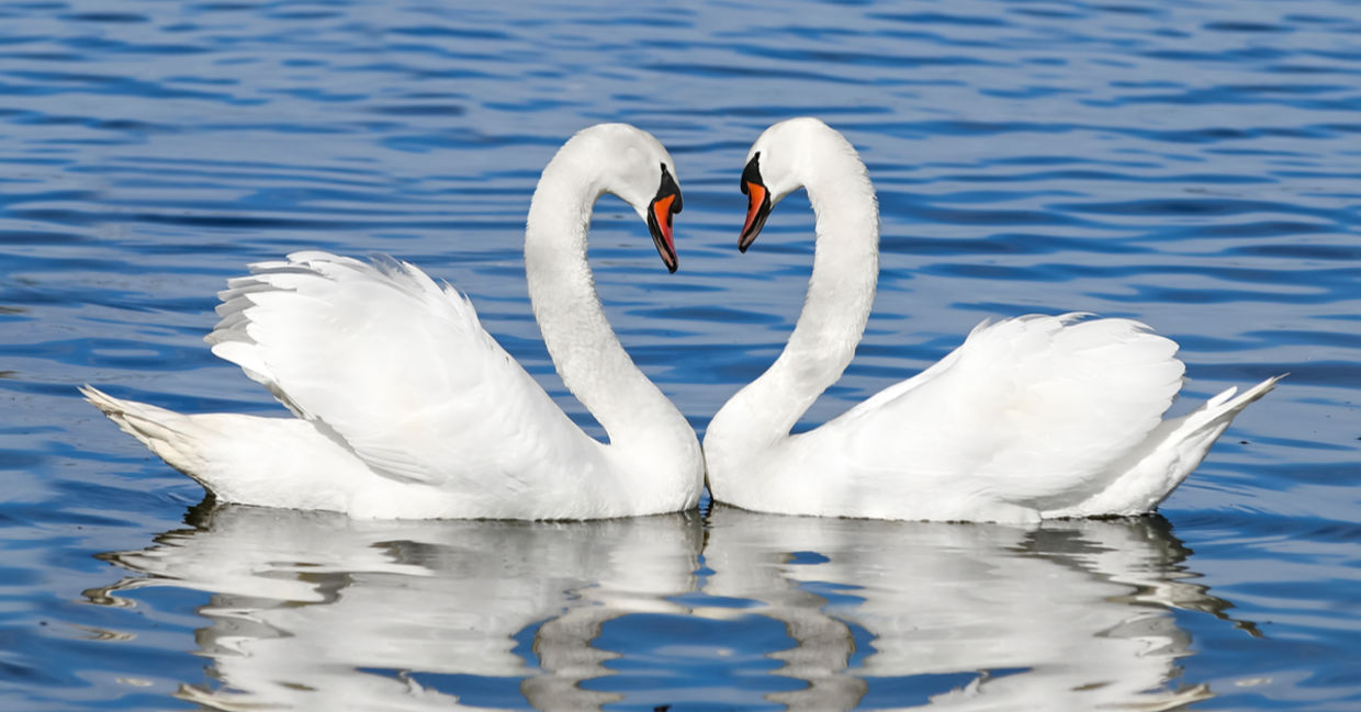 Two swans.