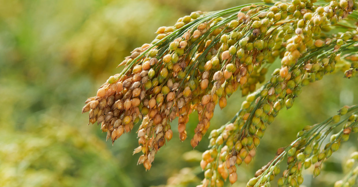 Millet is a cereal grain that is packed full of vitamins and minerals.
