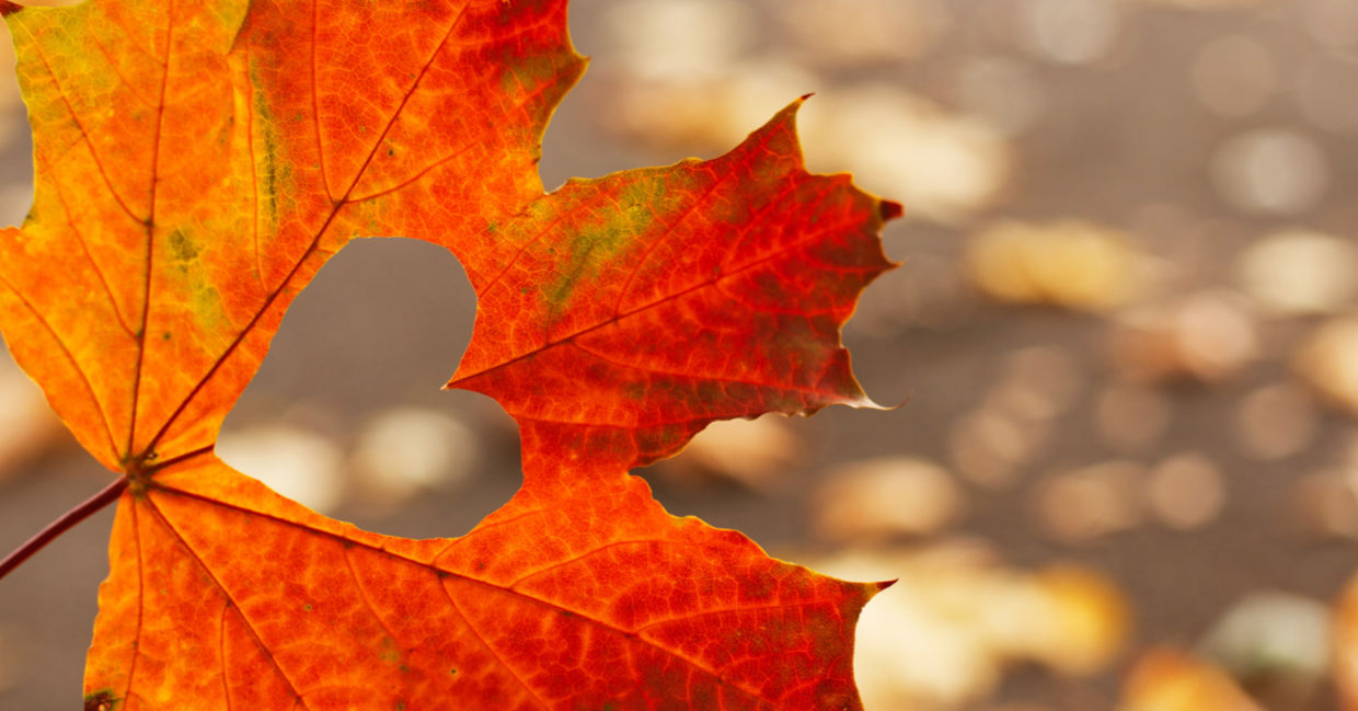 An autumnal red maple leaf with a heart cut out of it, a symbol of love and caring for Thanksgiving.
