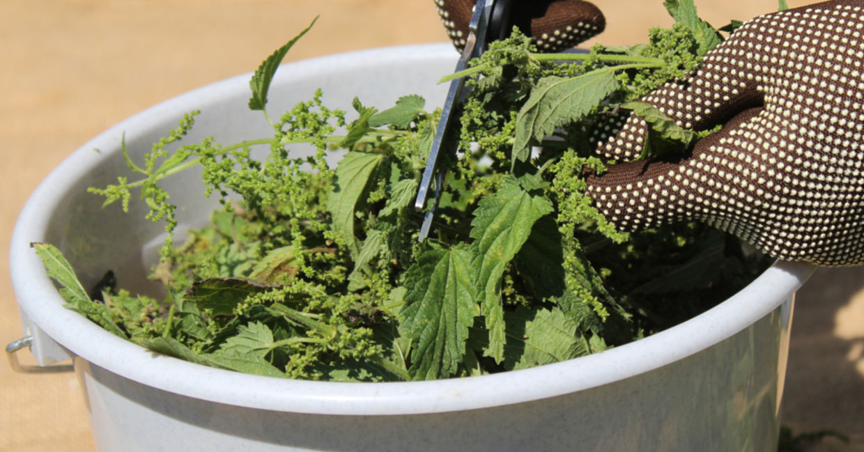 Starting to make a liquid fermented plant juice in a bucket.