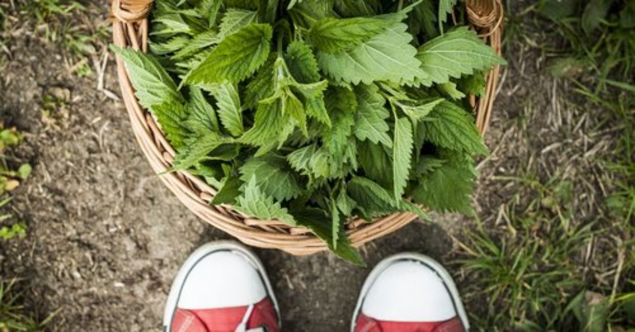 A basket of freshly picked nettles.