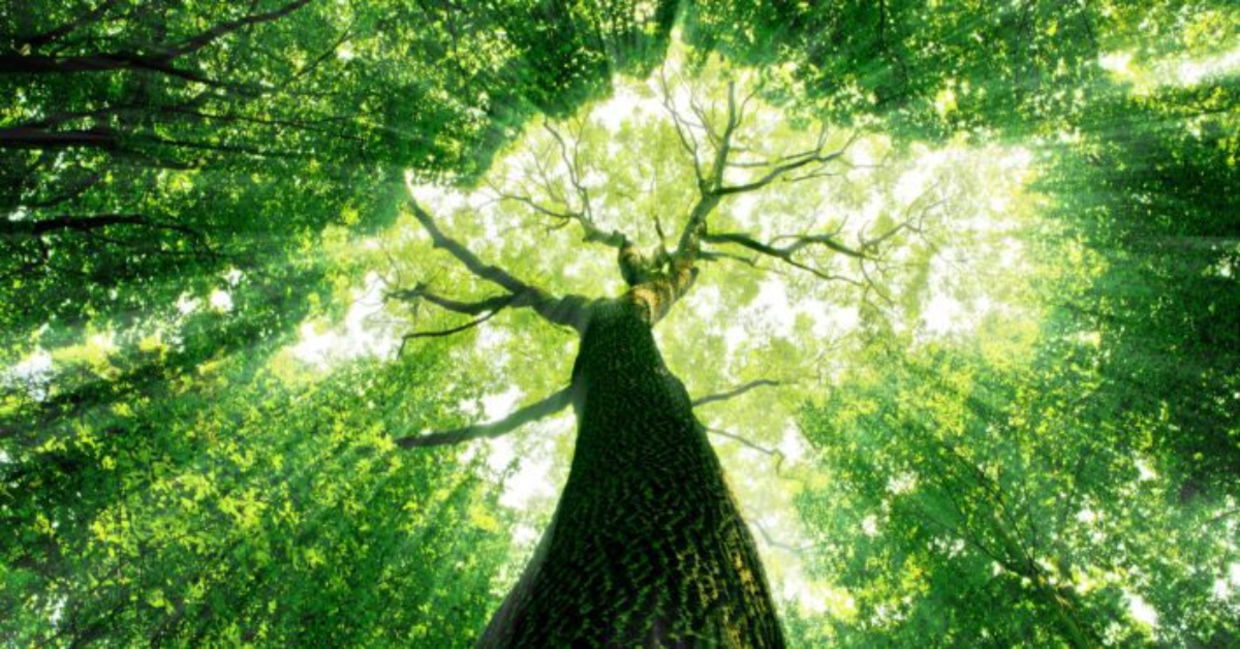 Sunlight through a tree