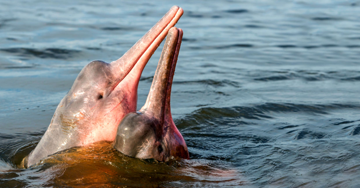 Amazon River Dolphin