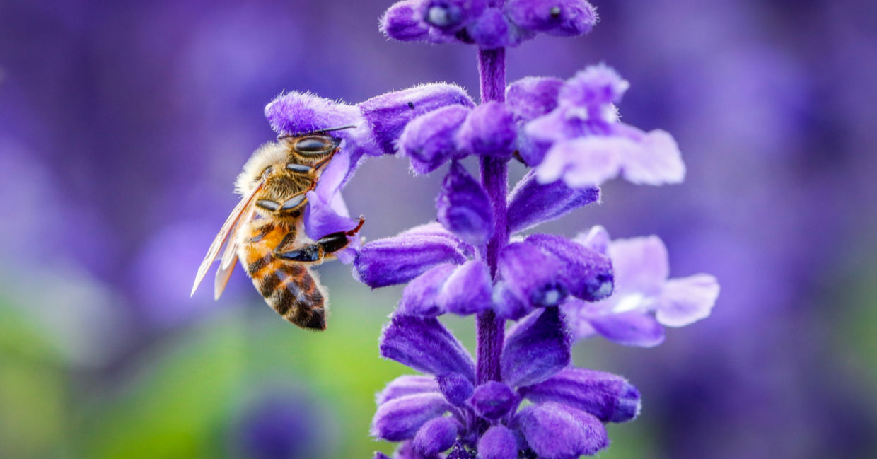 Bee on a purple flower.