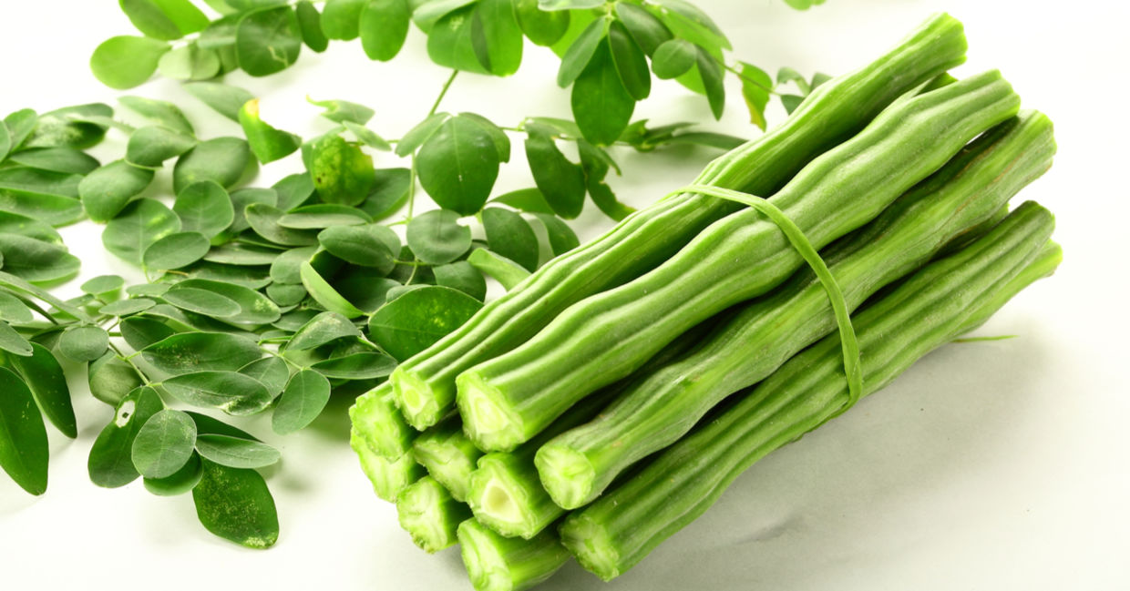 Just harvested moringa oleifera .
