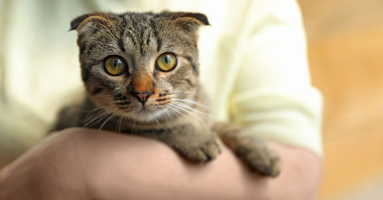 Volunteer at an animal shelter.