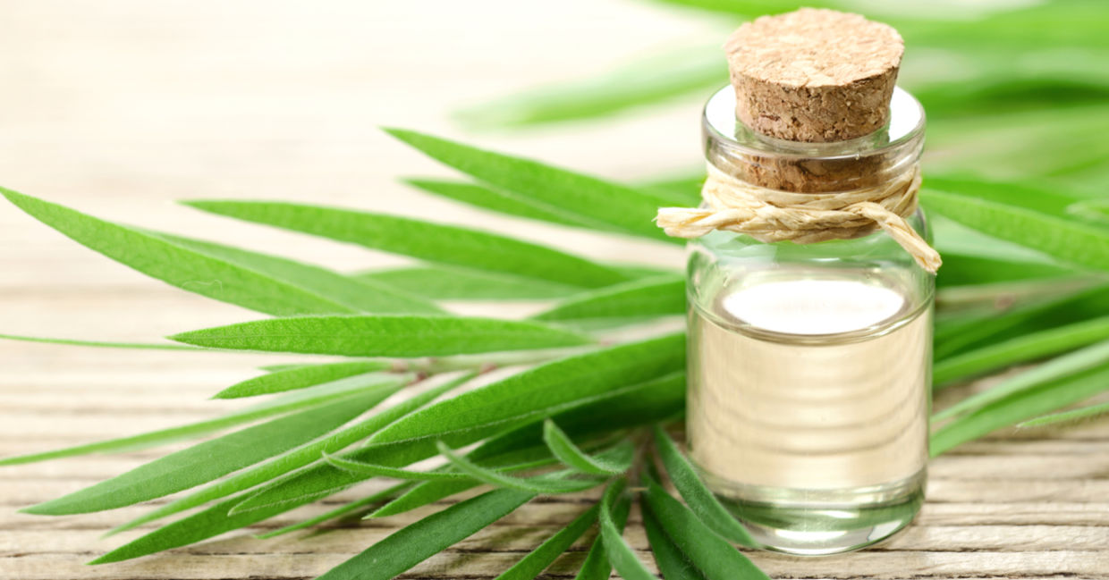 This essential oil is made from tea tree leaves.