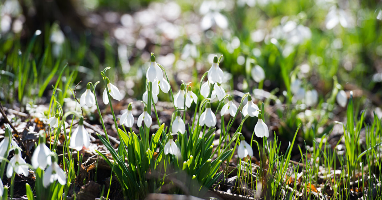 Snowdrop flowers bloom in the winter.