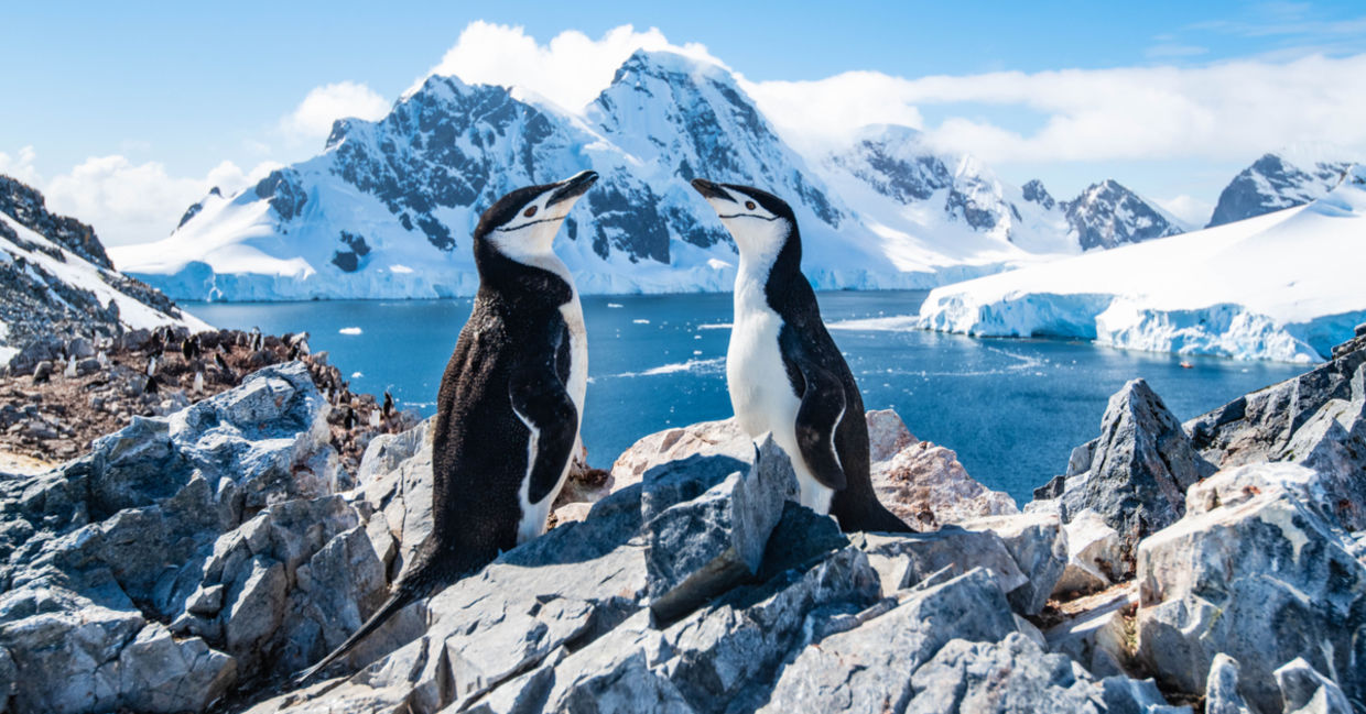 Penguins in Antarctica.