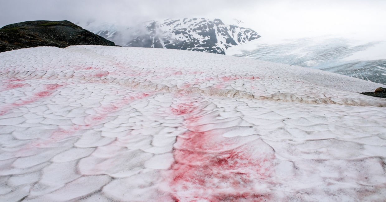 Pink snow in Alaska.