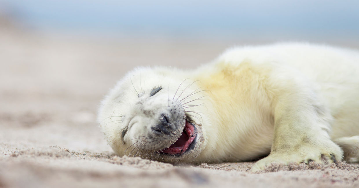 A white gray seal baby is laughing at the beach.
