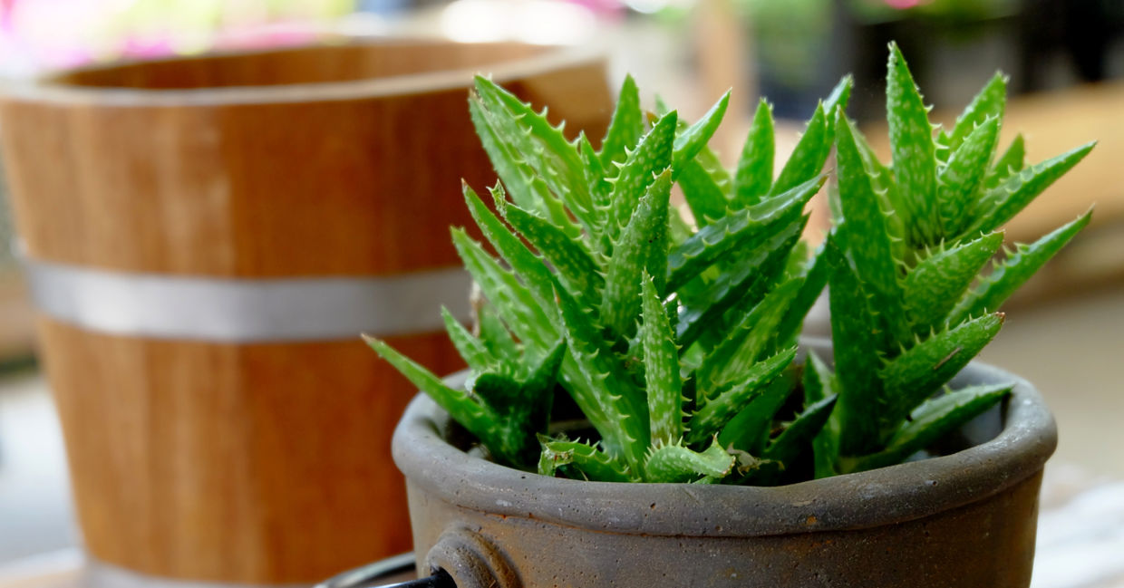 Aloe vera plant.
