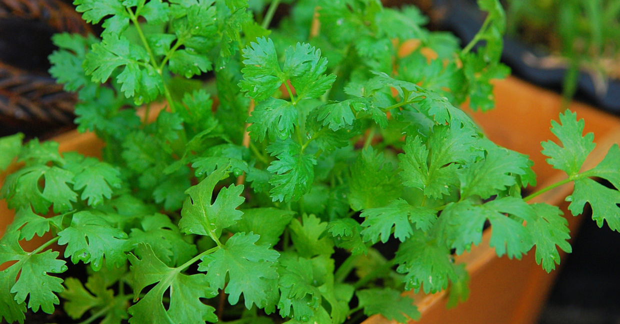 Cilantro in a pot.
