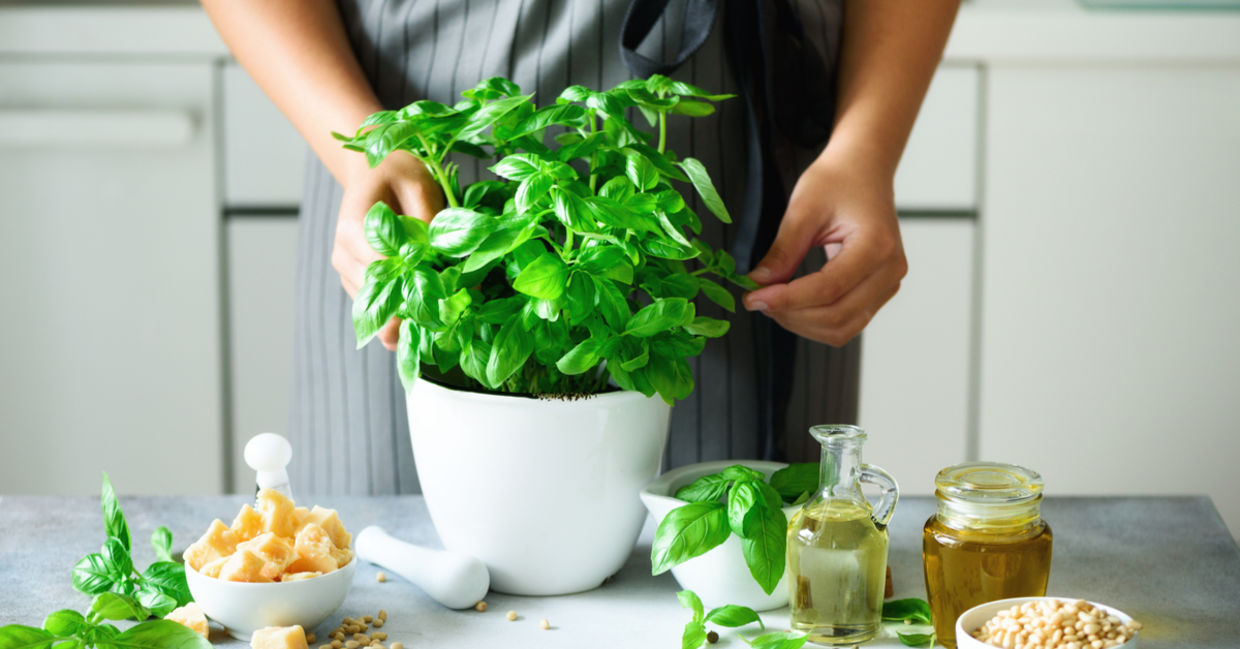 Growing fresh basil