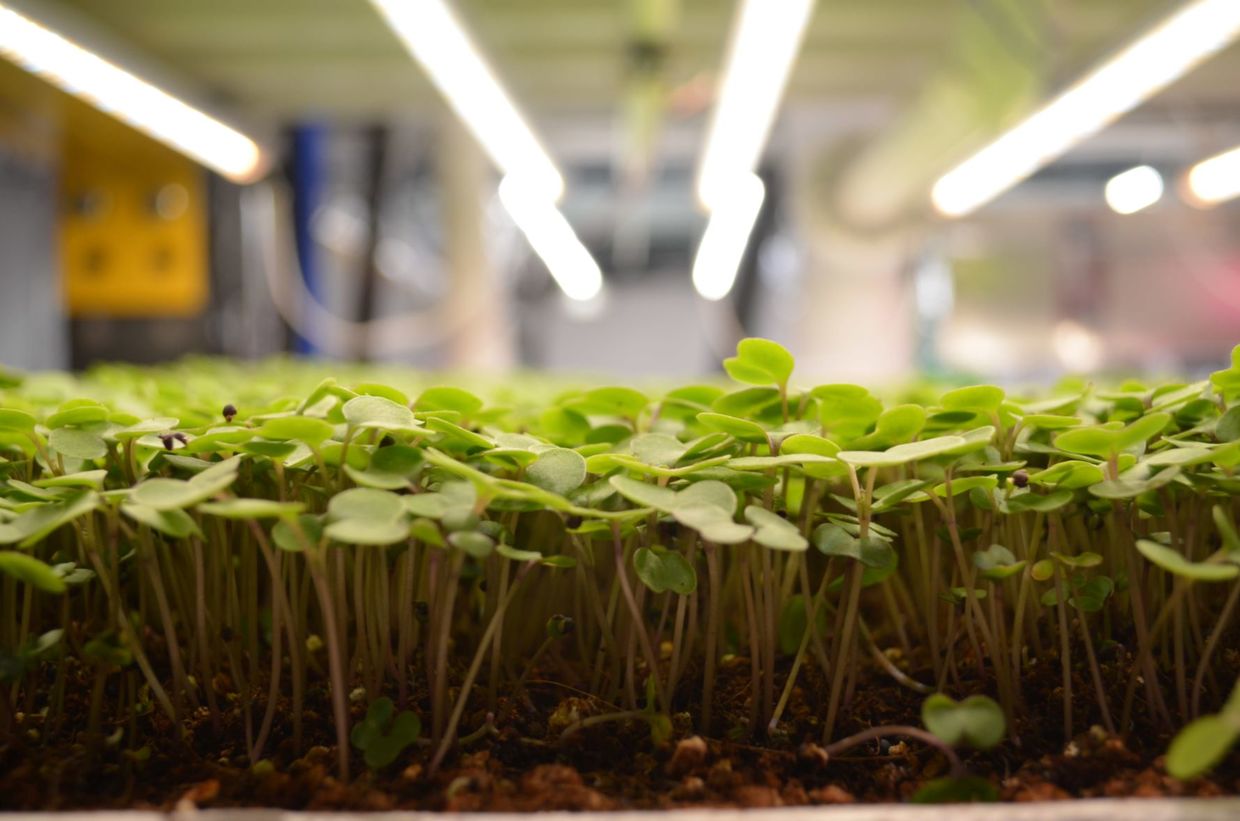 Upwards Farm's microgreens.