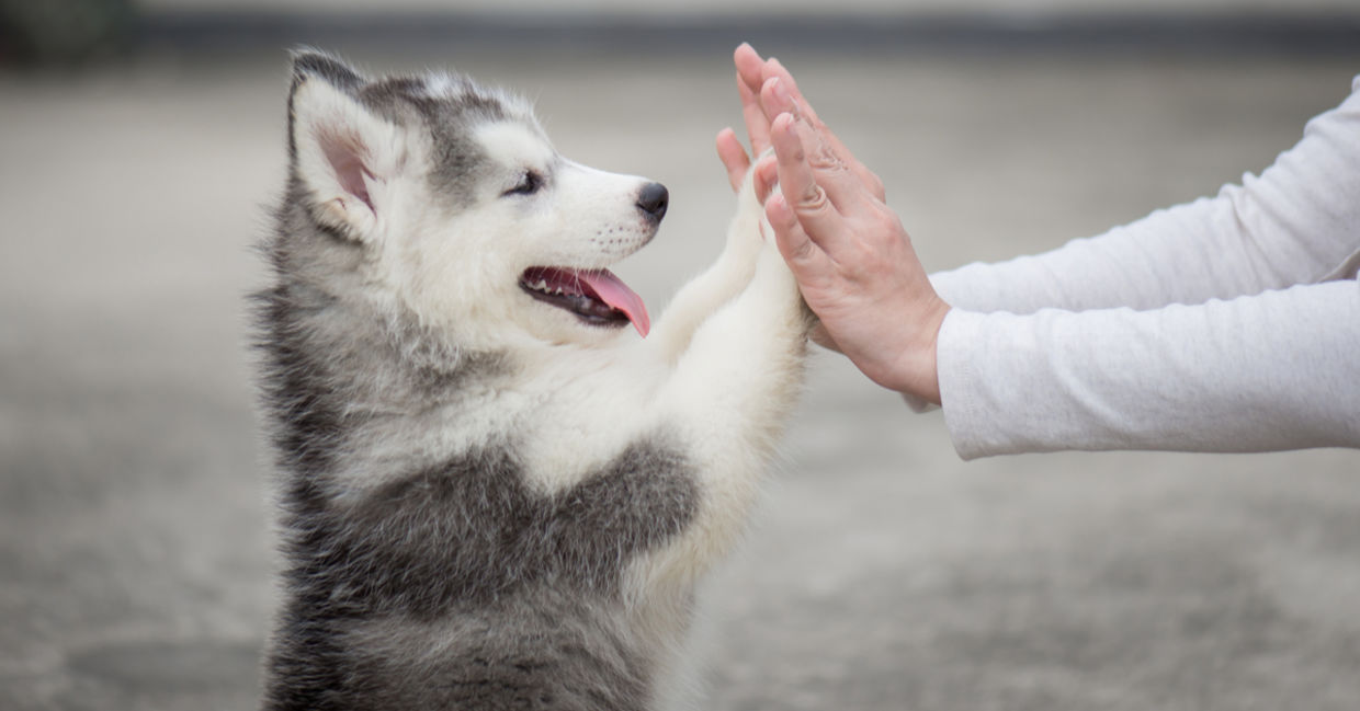 Adorable dog doing tricks.