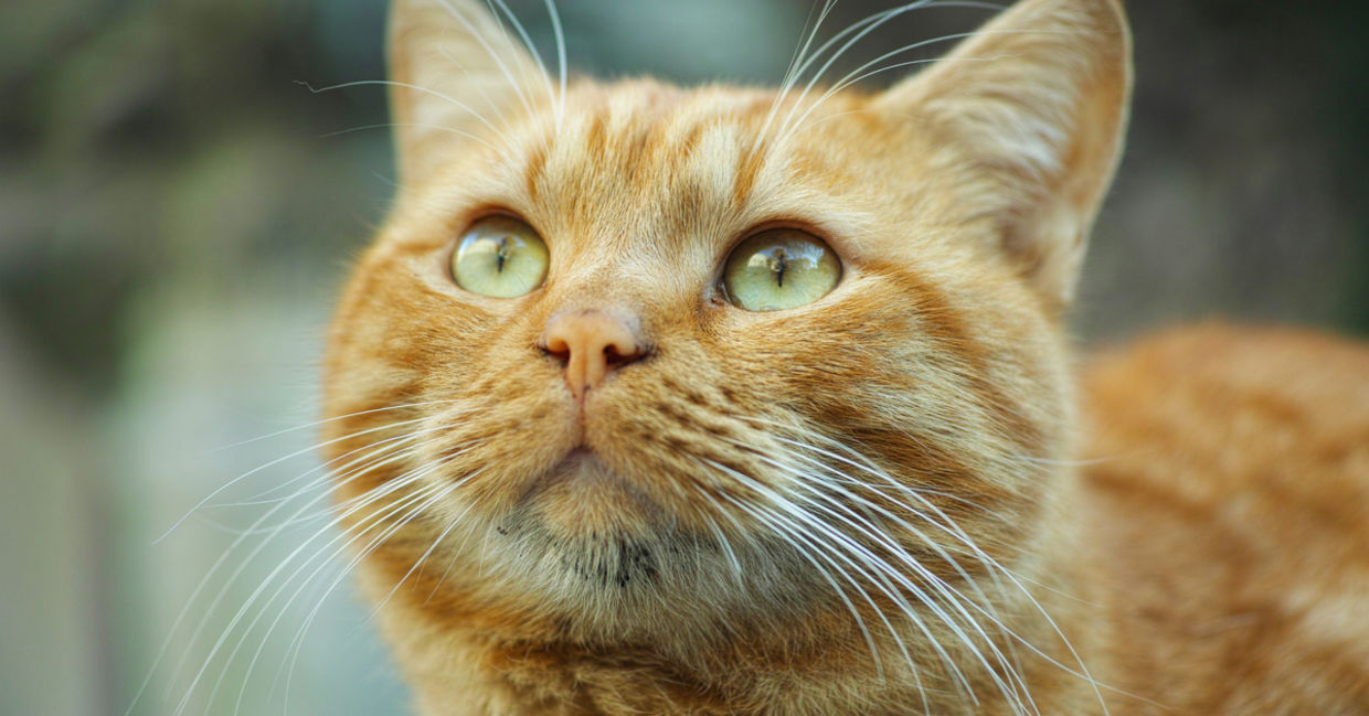 Close up of cute, green eyed ginger cat looking up.
