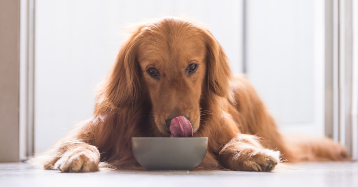 A Golden Retriever lies beside his eco-friendly food bowl.