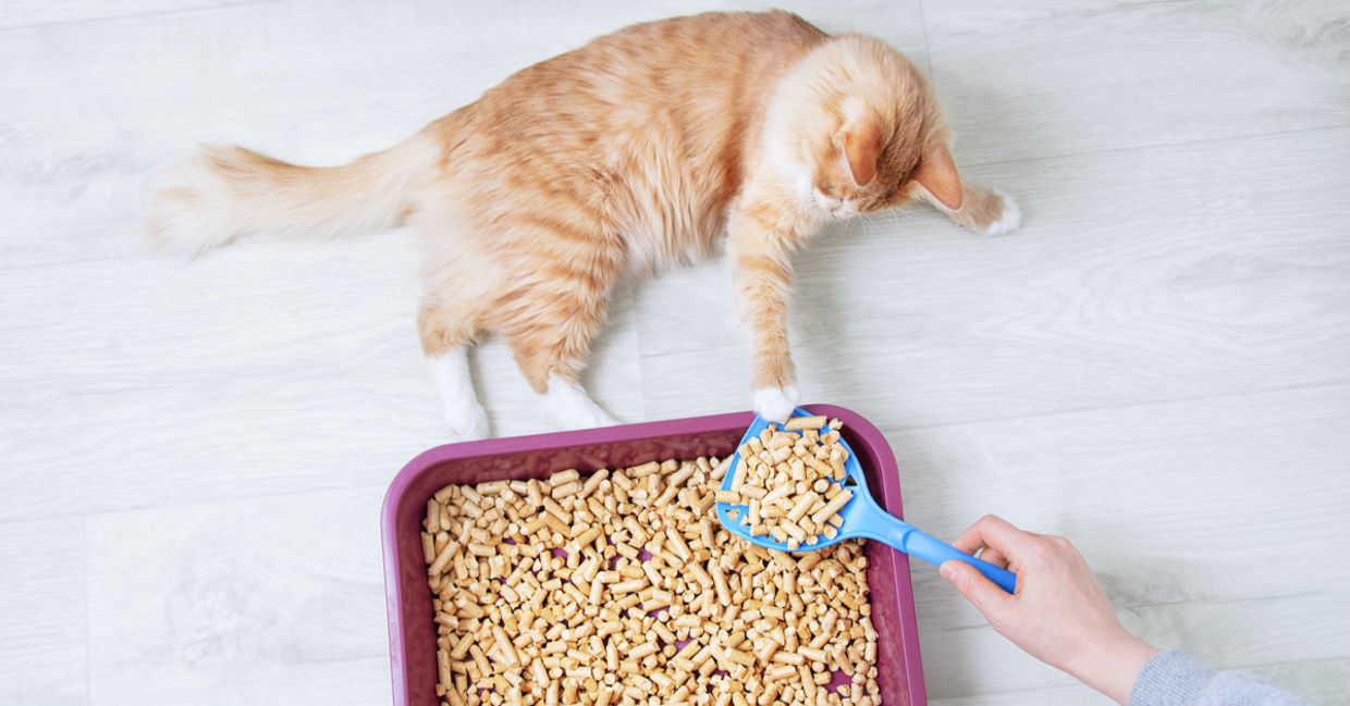 A cat lies beside a litter box filled with environmentally-friendly wood shavings.
