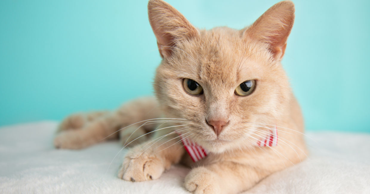 Cute, beige short haired young adult rescue cat.