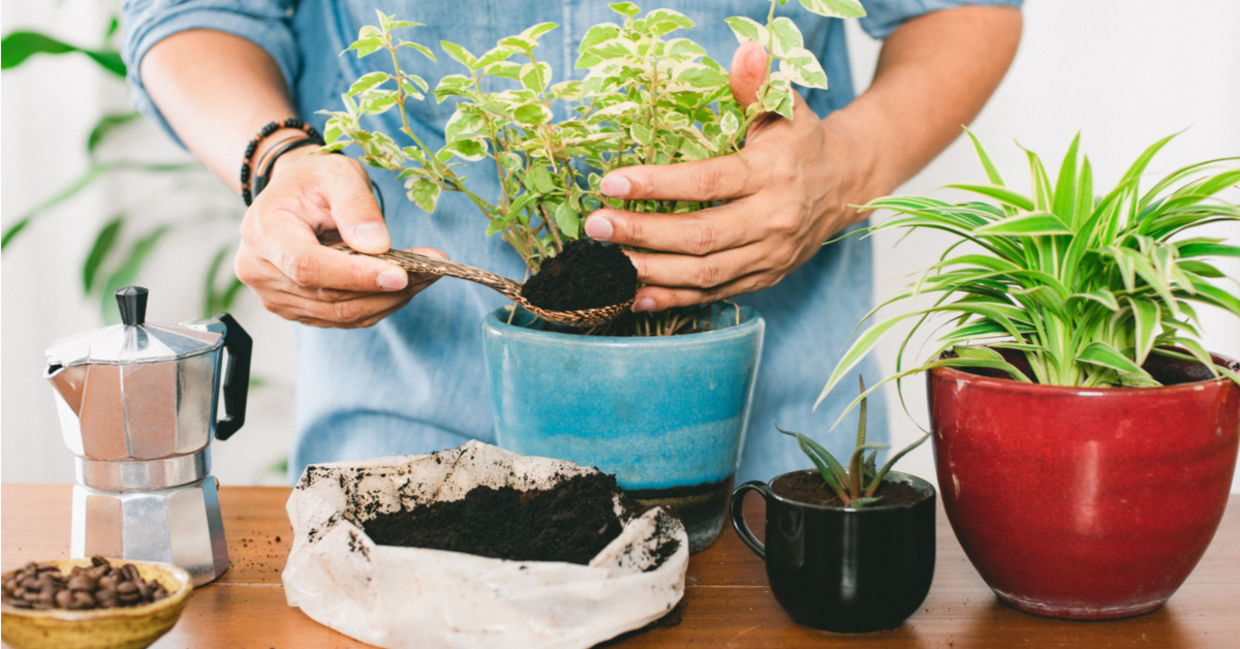 Using nitrogen-rich coffee grounds as an eco-friendly plant fertilizer.