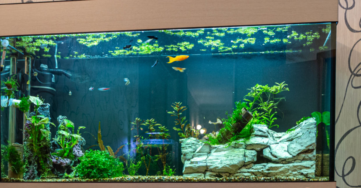 Use nutrient-rich aquarium water as a natural fertilizer for plants.