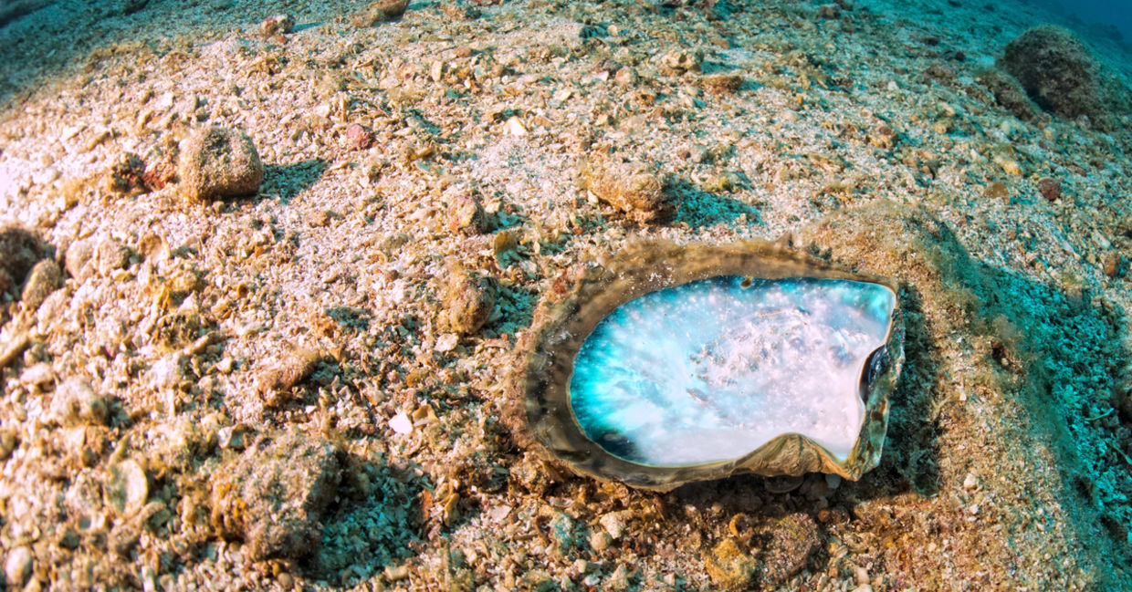 Mother of Pearl shells.