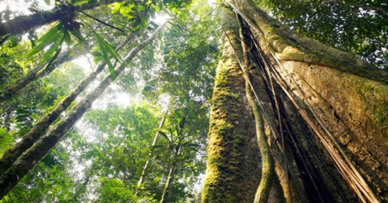 Looking up at the canopy of a rainforest.