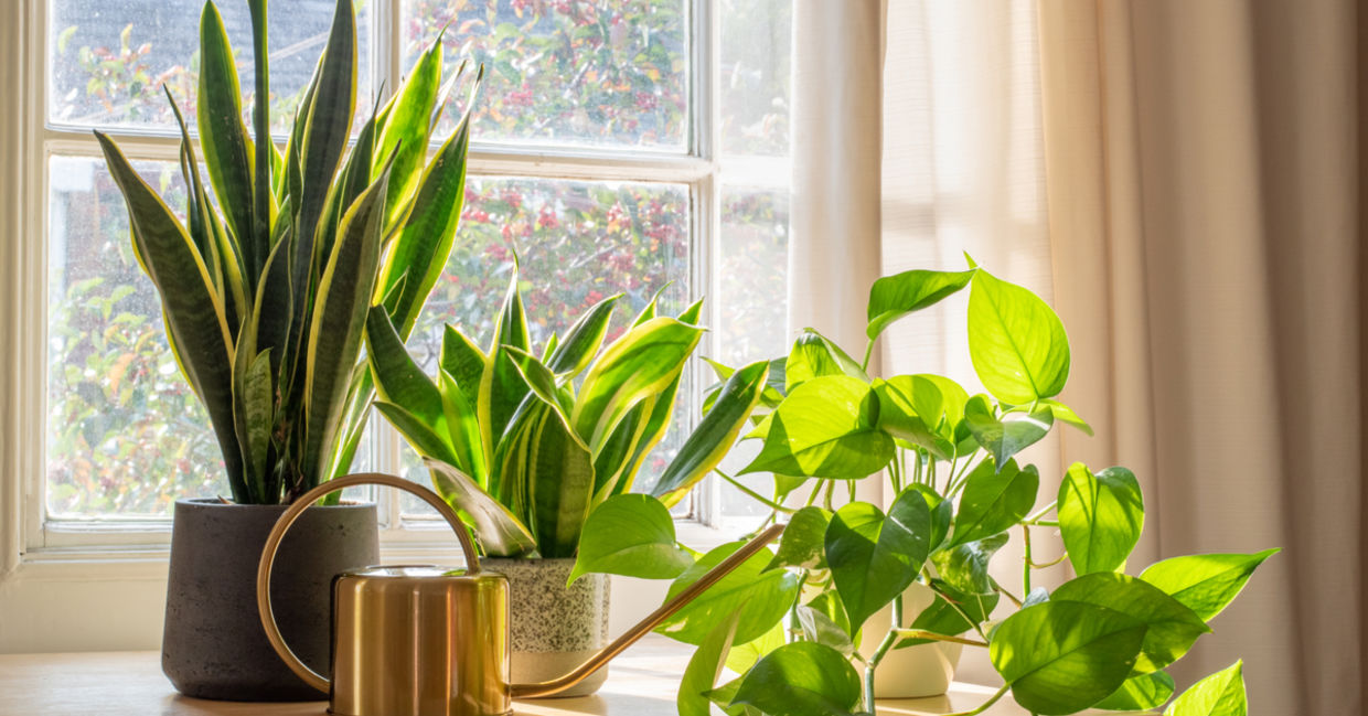 Houseplants on a sunny window sill.