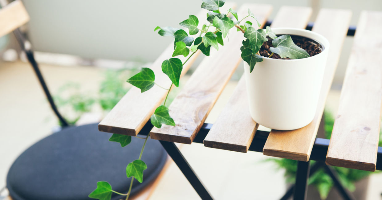 Ivy is a good beginner houseplant.