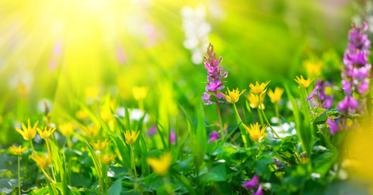 Replace your lawn with wildflowers like these and promote biodiversity.