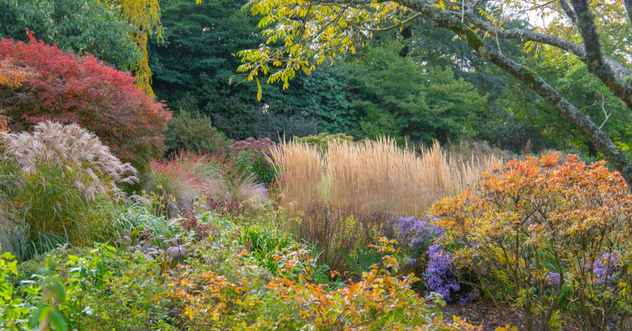 A colorful garden of ornamental grasses.