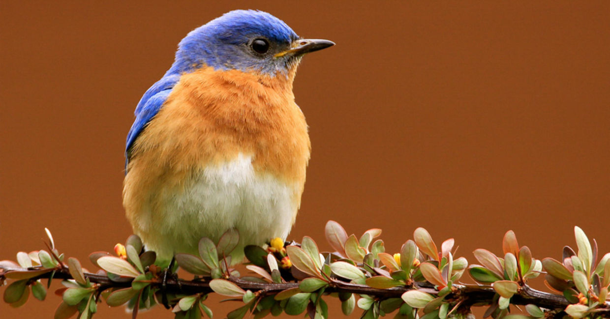 The eastern bluebird in New York, USA.