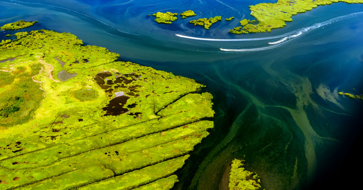 Wetlands near JFK Airport, New York, USA.