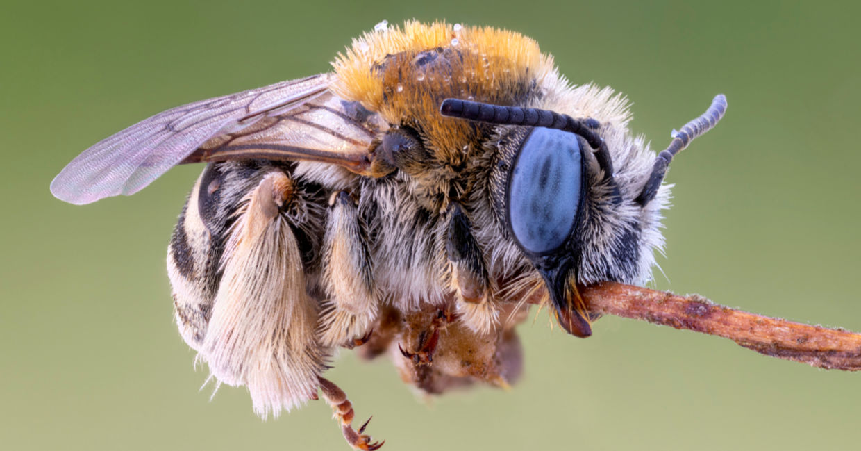 Blue eyed Digger bee.