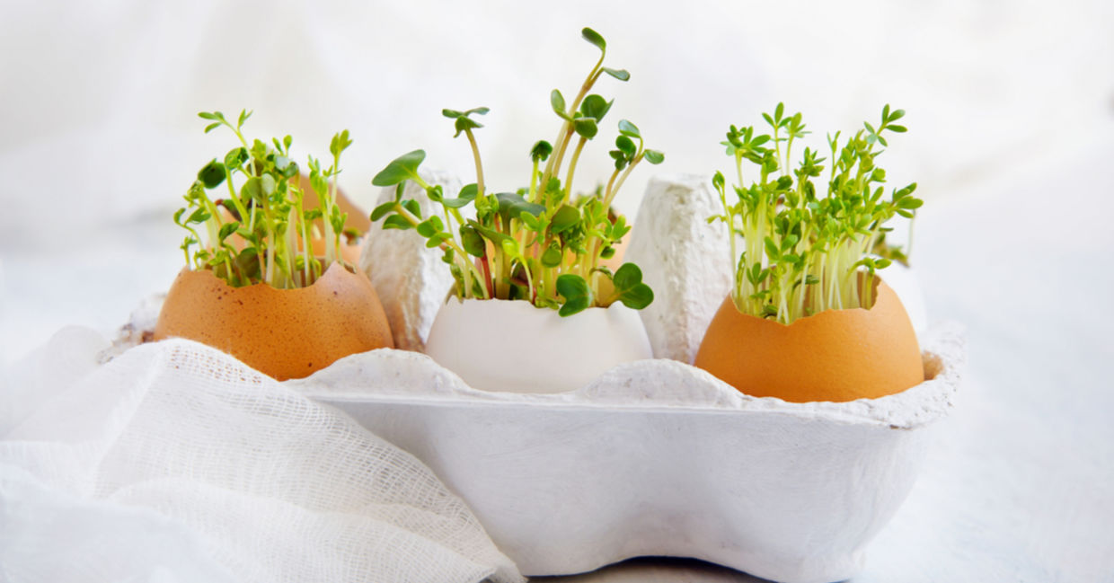 Growing watercress inside eggshells.