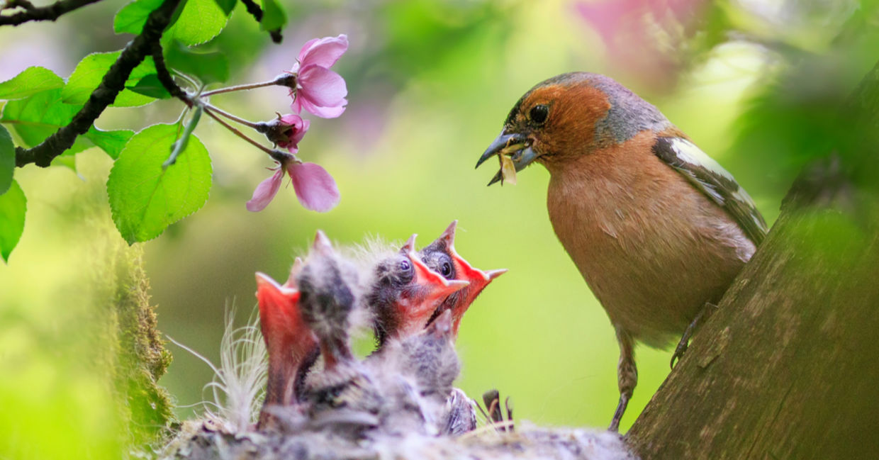 A male finch feeds its hungry chicks in a spring garden.