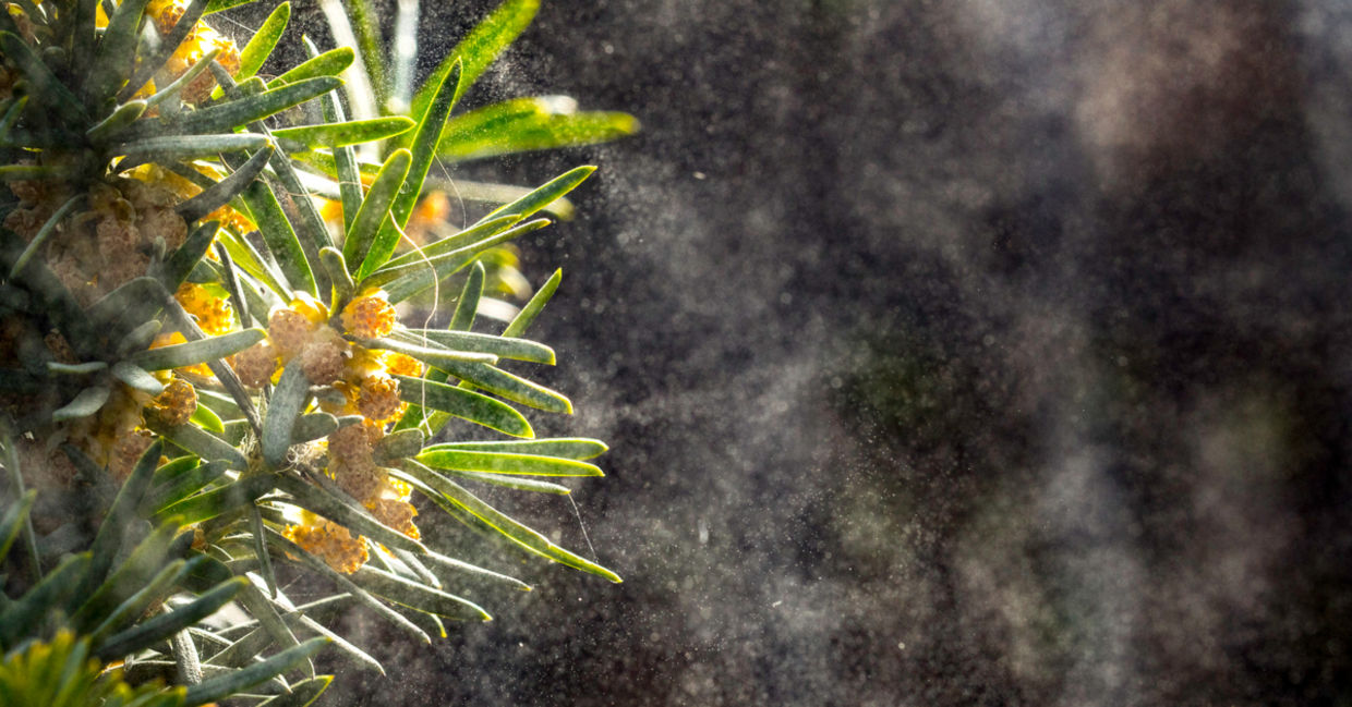 Flowers release pollen on a windy day.