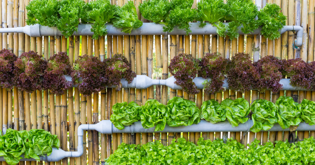 Growing vegetables in a vertical garden.