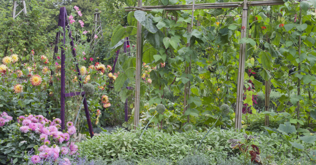 Growing beans and sweet peas up a trellis.