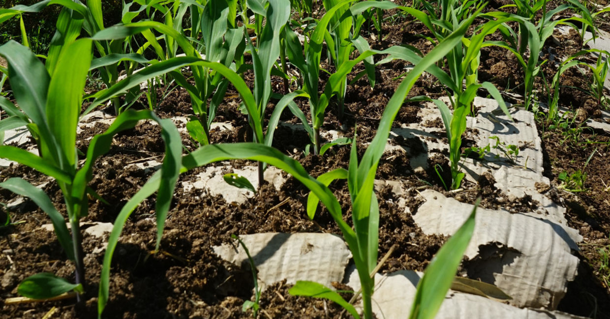 Corn grows atop cardboard boxes that are used for mulch.