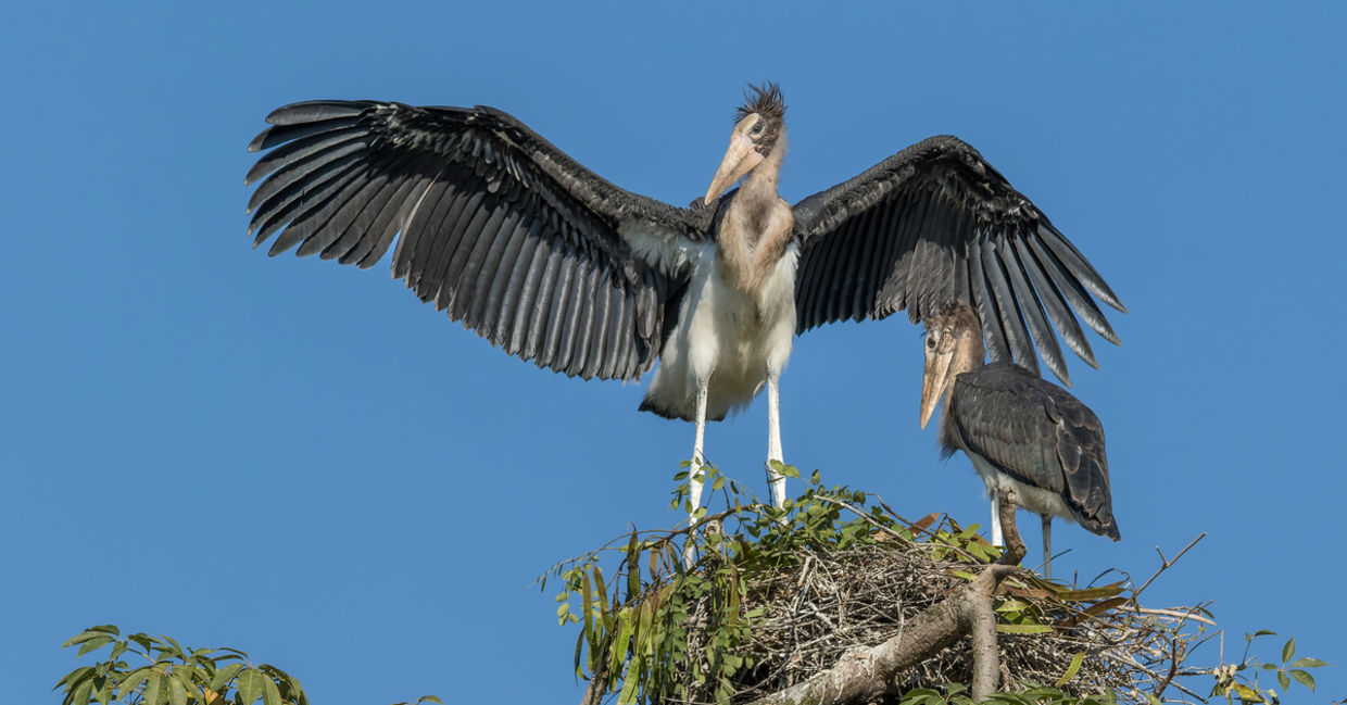 Two nestlings of the Lesser Adjutants storks that will be protected in Nepal.