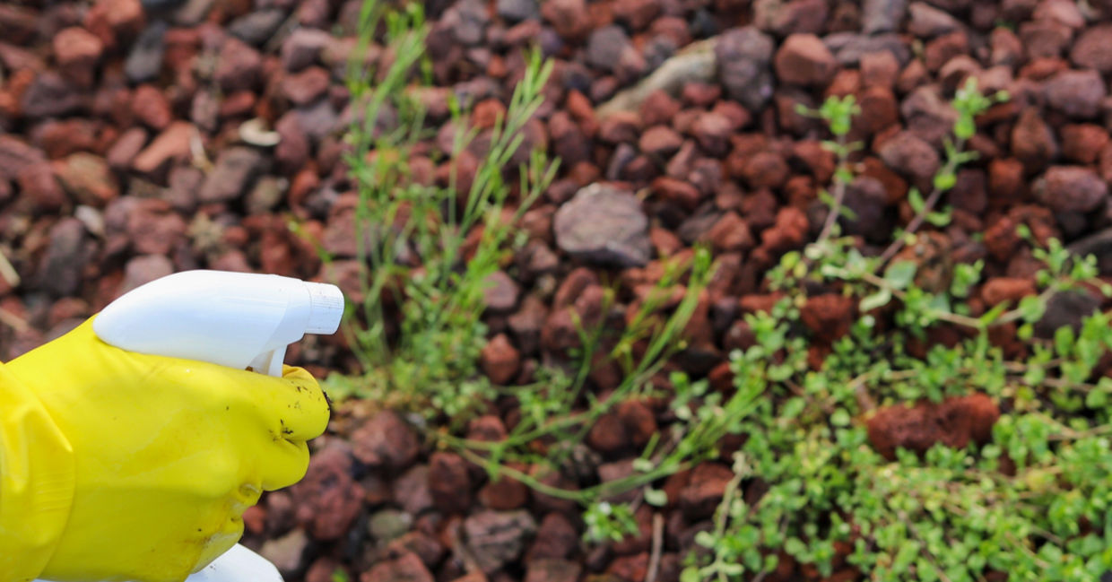 Spraying weeds with a vinegar solution is safe and effective.
