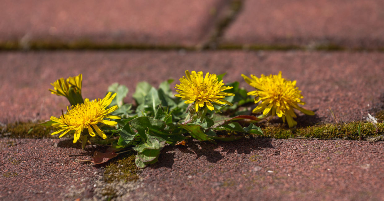 Clean up weeds in walkways with baking soda.