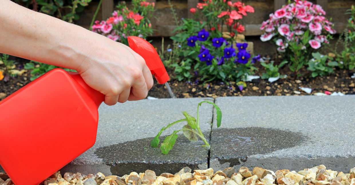 Spray lemon juice on weeds.