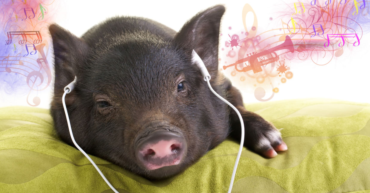 A pig relaxes while listening to music.