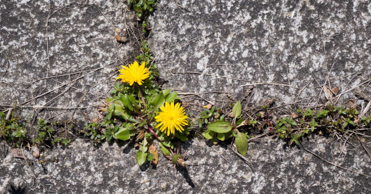 DIY your own weedkiller.