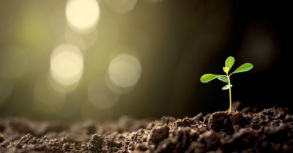 Growing plants without sunlight.