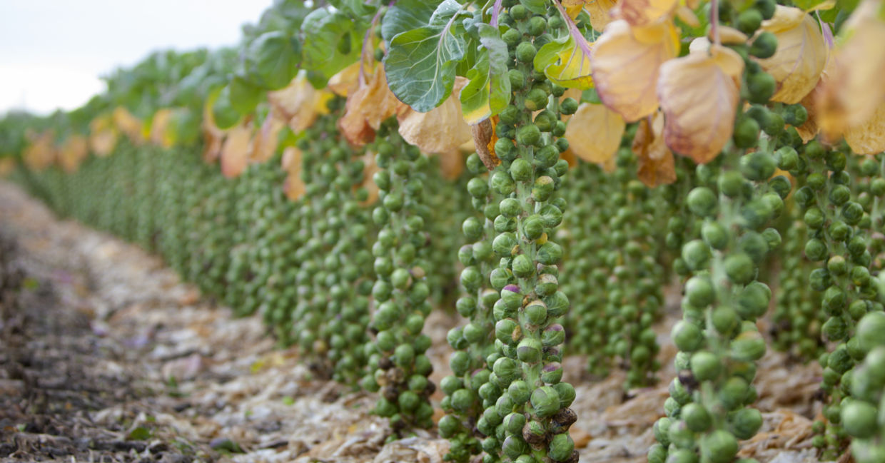 Brussels sprouts growing in a farmer’s field.