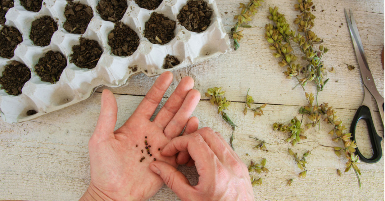 Planting sage seeds in egg cartons to make them sprout.
